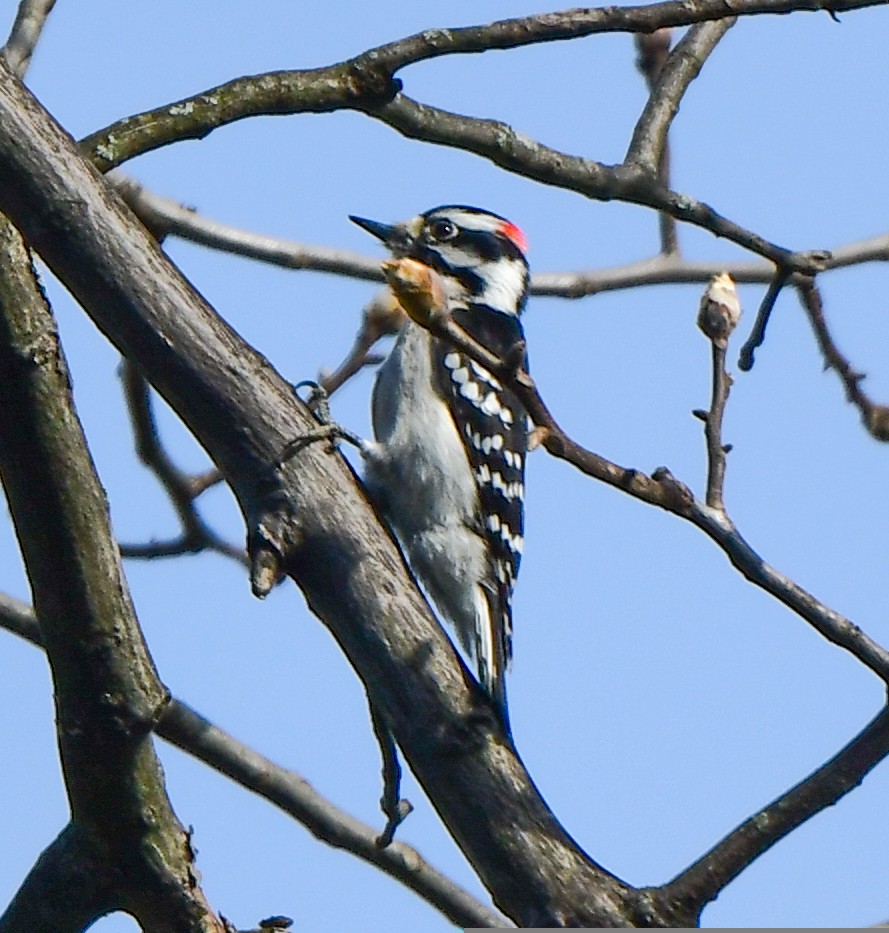 Downy Woodpecker - ML558072071