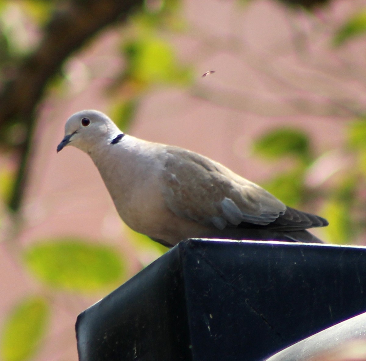 Eurasian Collared-Dove - Mohanan Choron