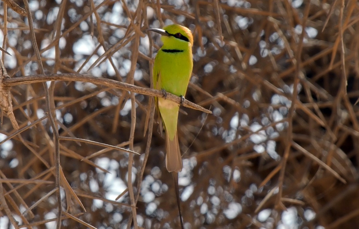 African Green Bee-eater - ML558081771