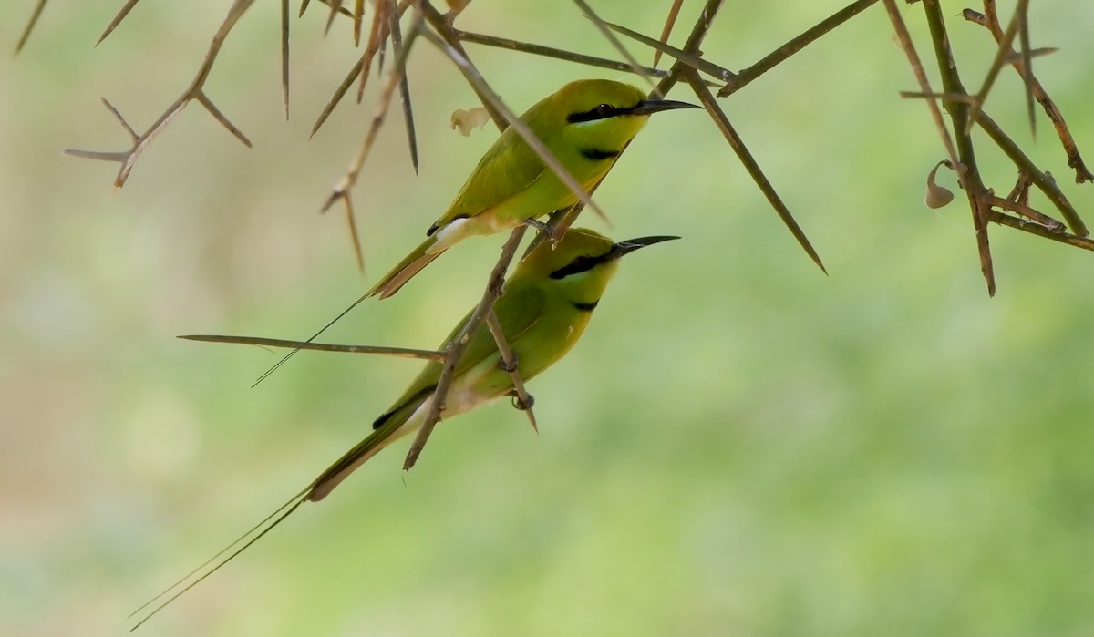 African Green Bee-eater - ML558081801