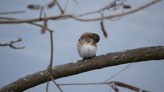 Northern Rough-winged Swallow - ML558087791