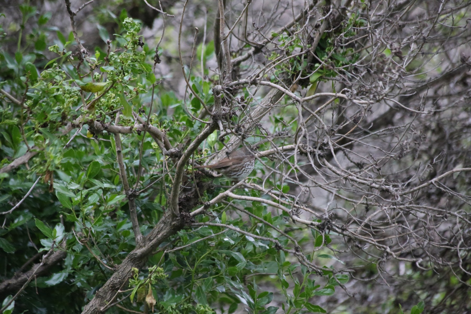 Fox Sparrow subspecies - Help Me Identify a North American Bird ...