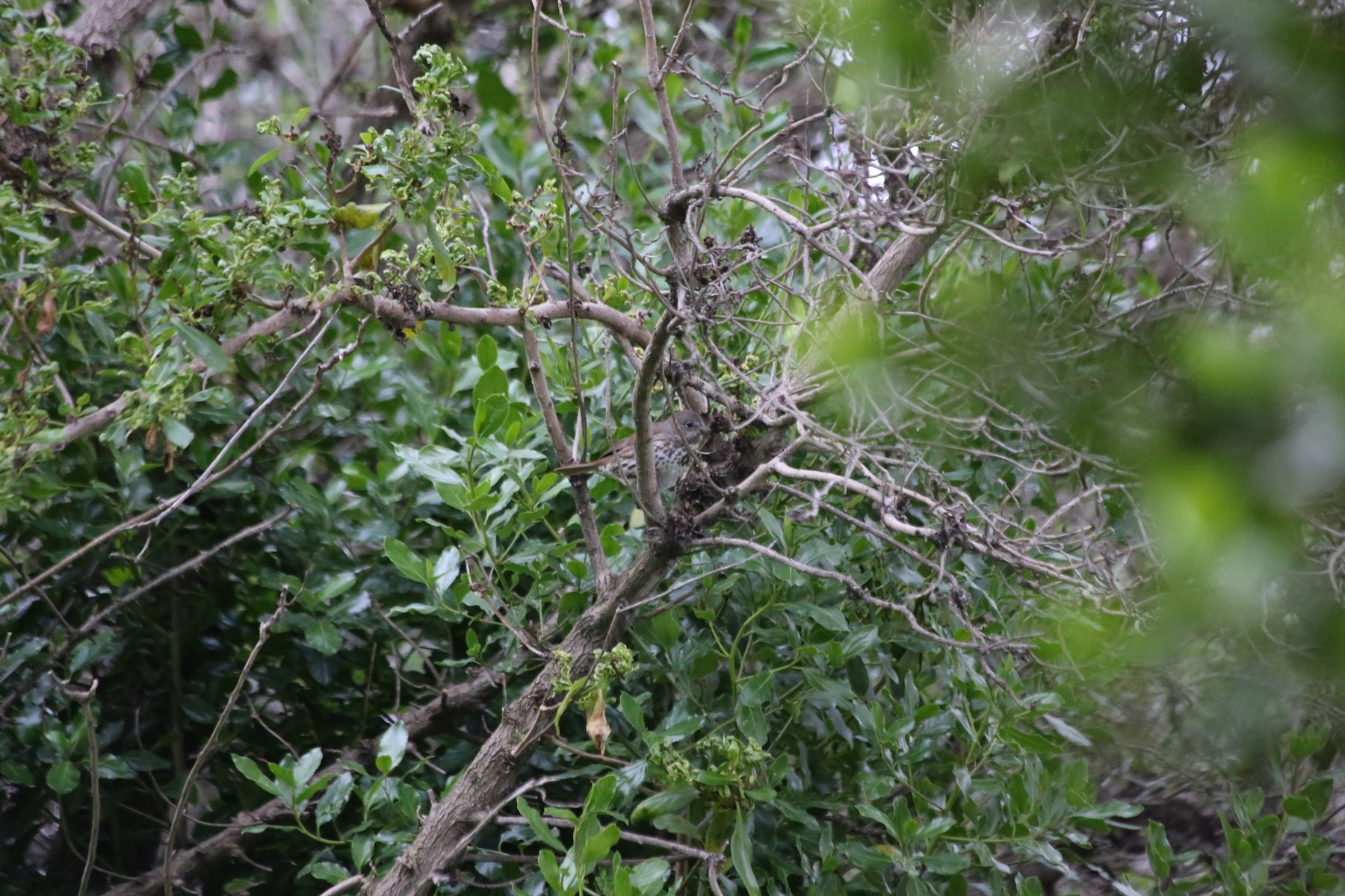 Fox Sparrow subspecies - Help Me Identify a North American Bird ...