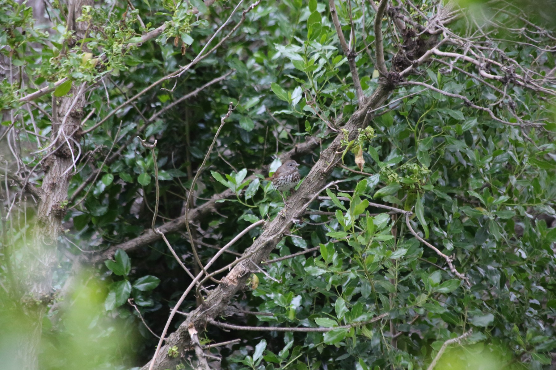 Fox Sparrow subspecies - Help Me Identify a North American Bird ...