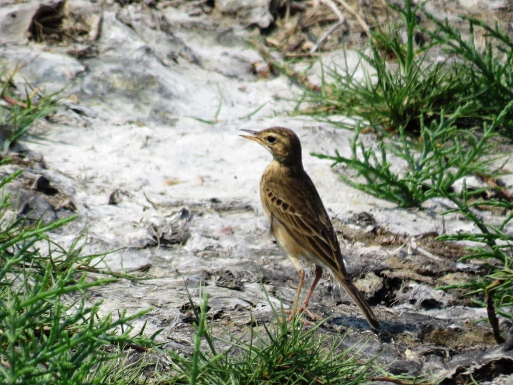 pipit sp. - ML55809001