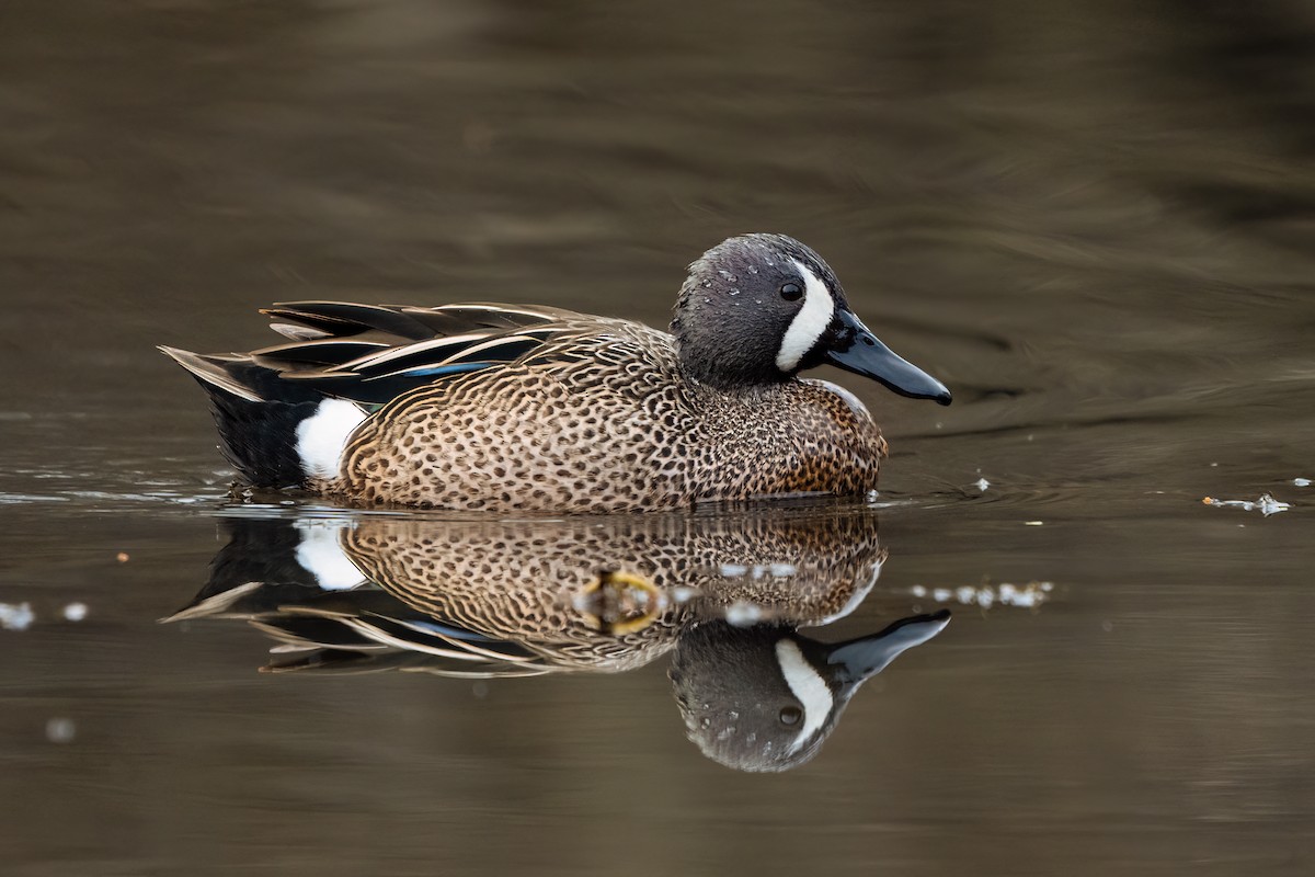 Blue-winged Teal - ML558093581