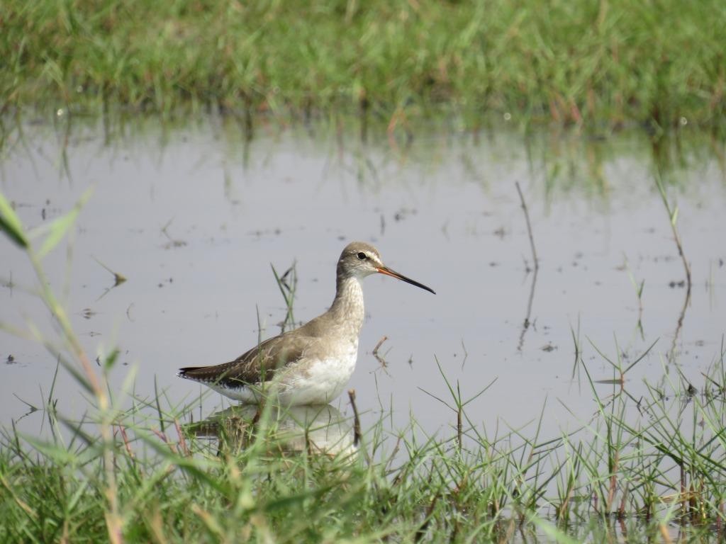 Spotted Redshank - ML55809371
