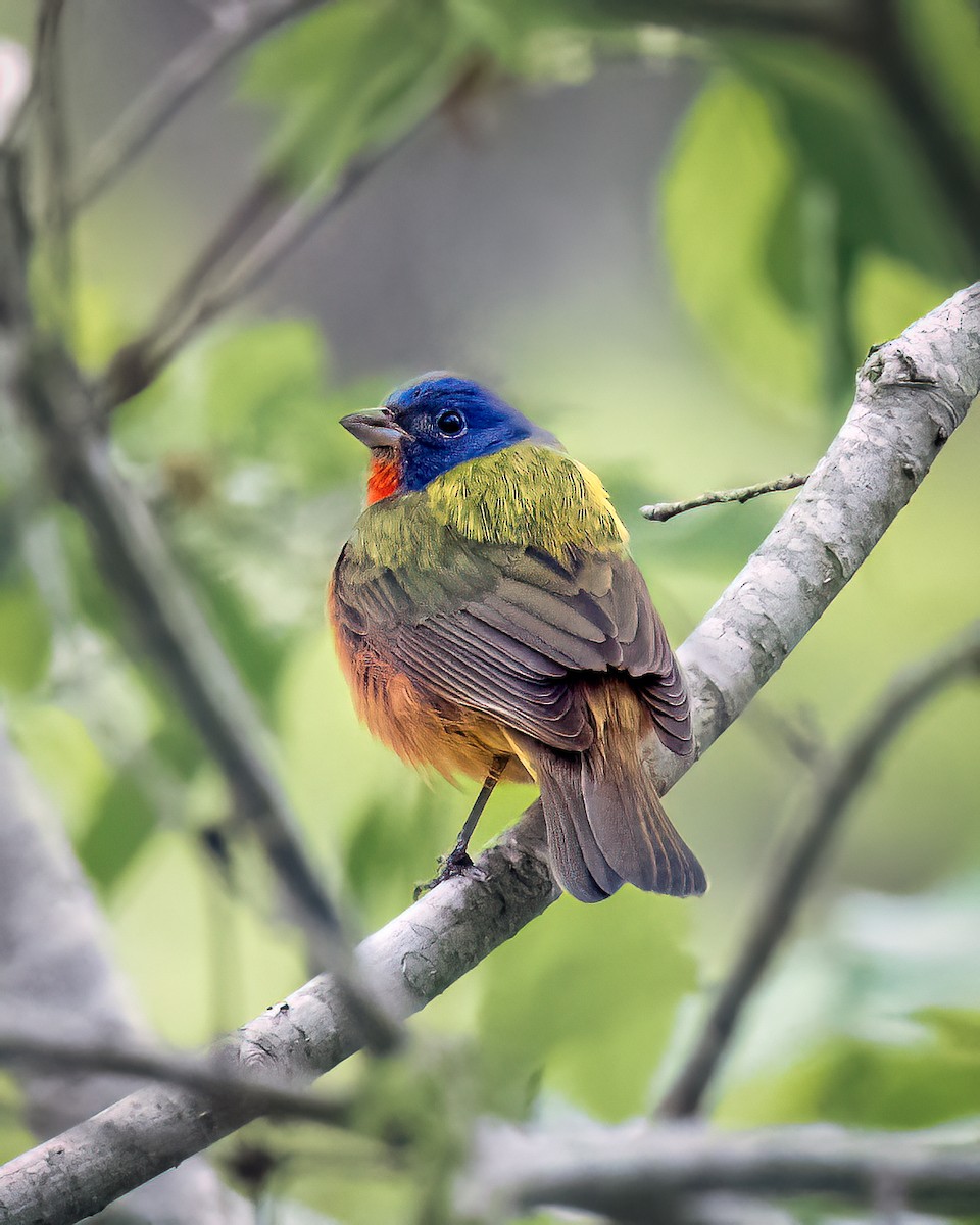 Painted Bunting - ML558099421
