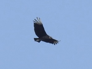 Black Vulture - ML558099621