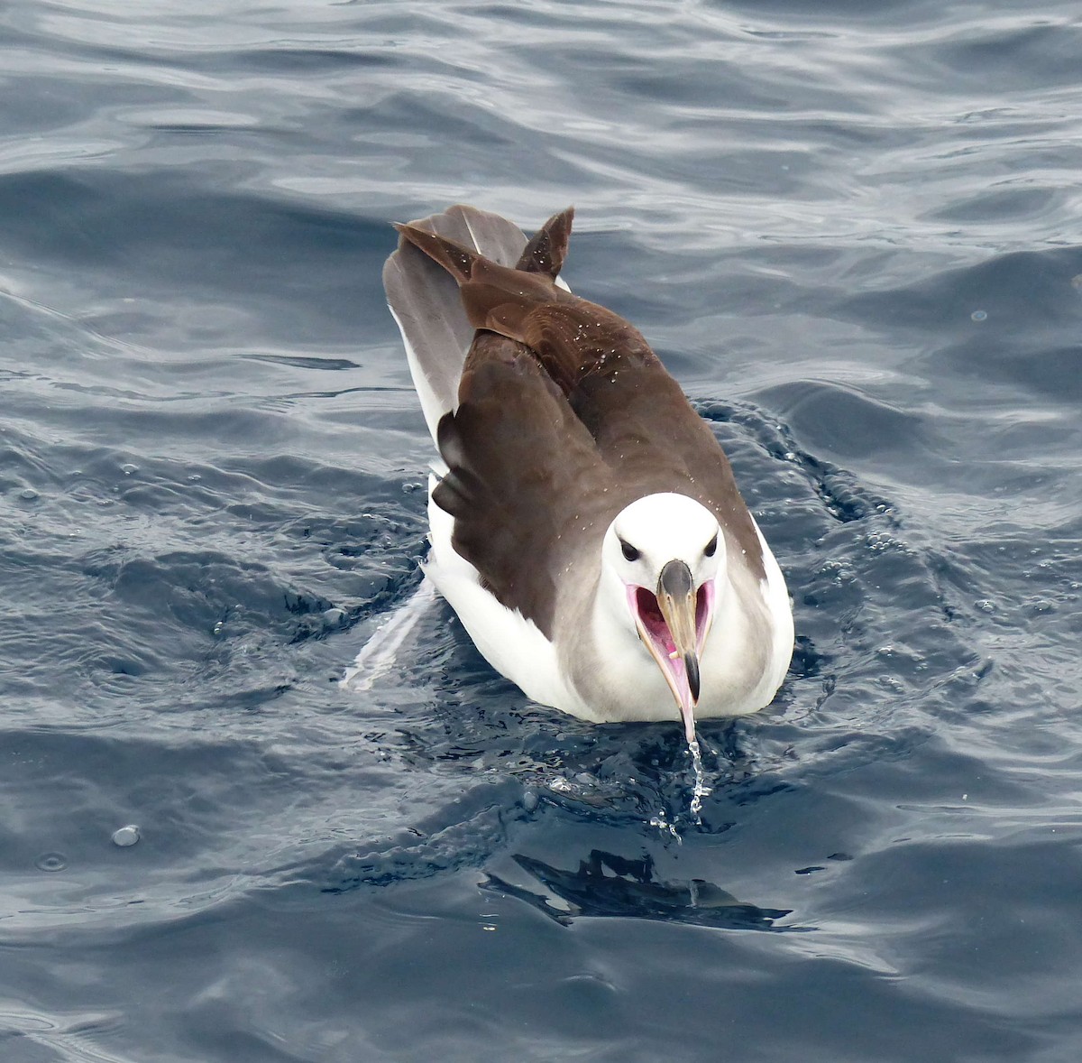 Black-browed Albatross (Black-browed) - Craig Morley