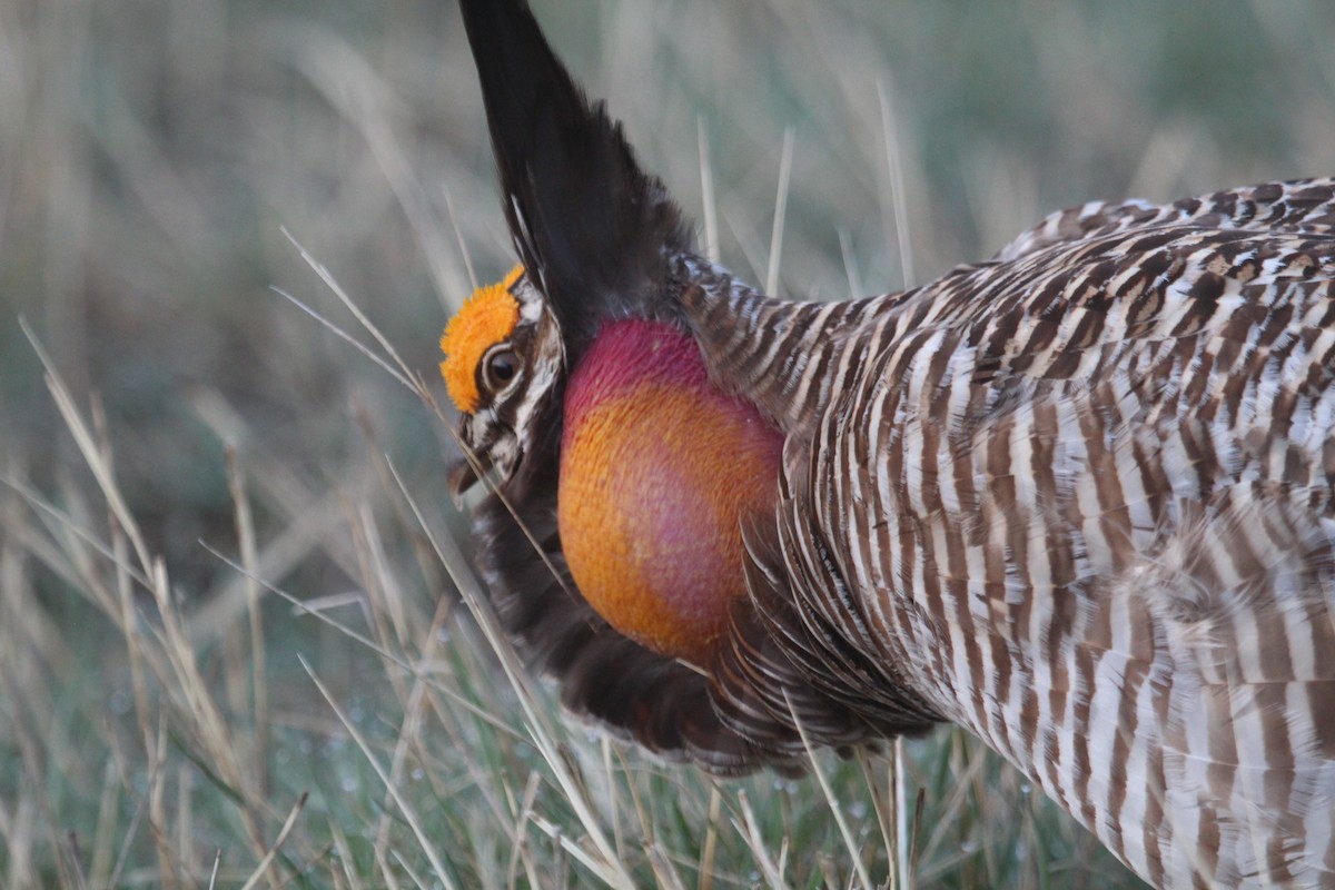 Greater Prairie-Chicken - ML558110321