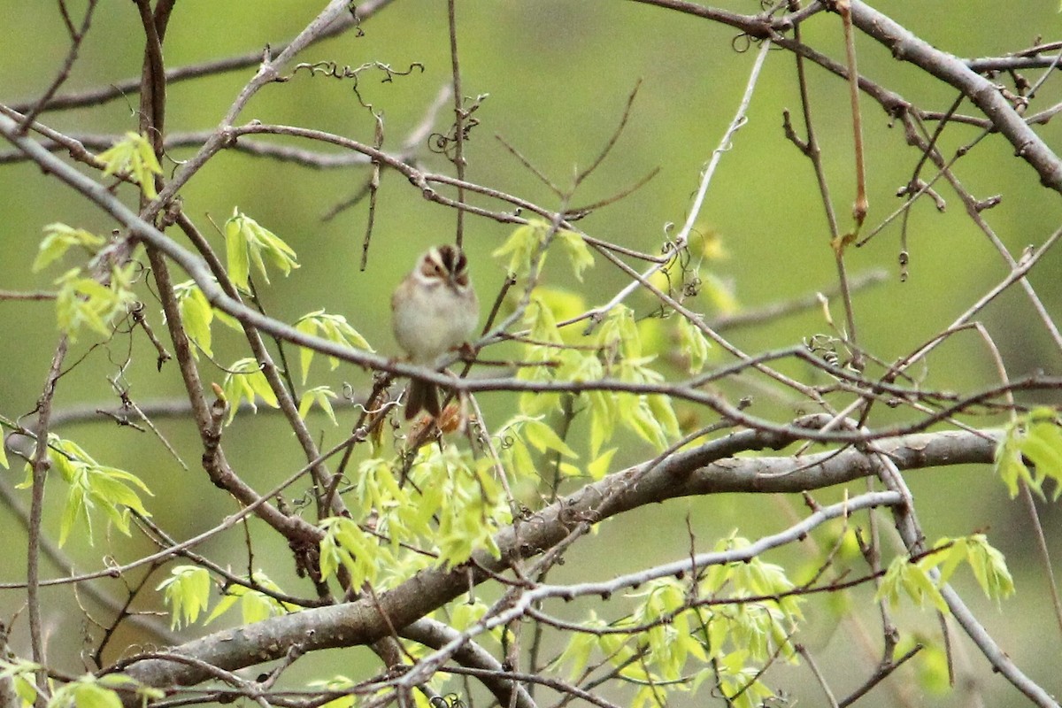 Clay-colored Sparrow - Charlotte Croshaw