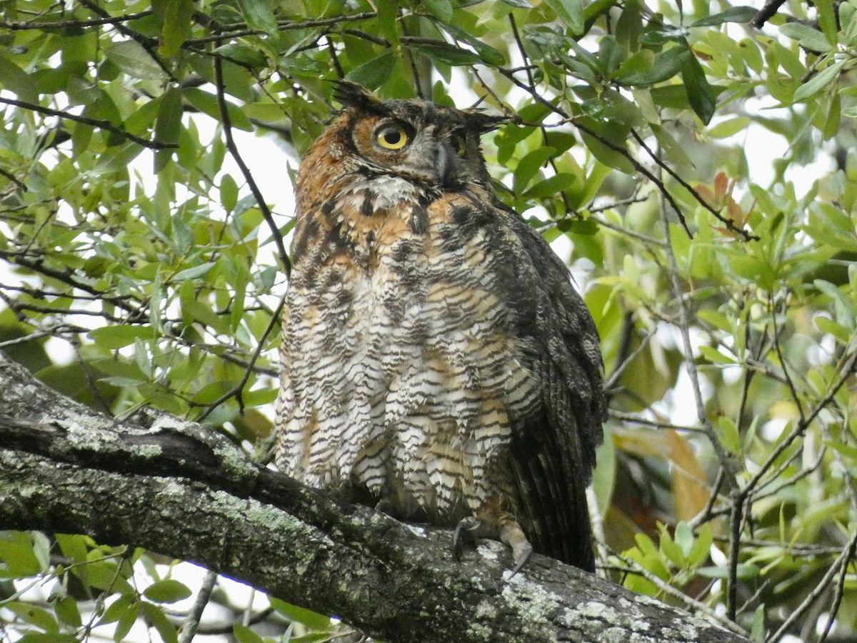 Great Horned Owl - ML558114101
