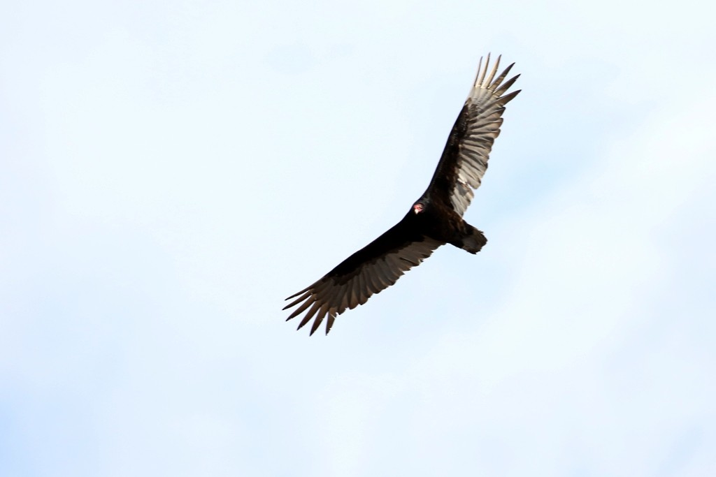Turkey Vulture - ML55811411
