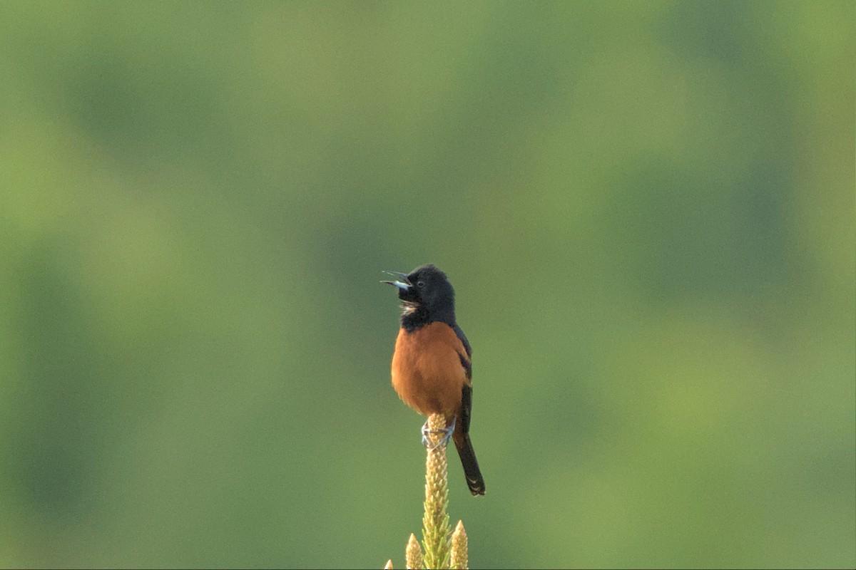 Orchard Oriole - ML558117191