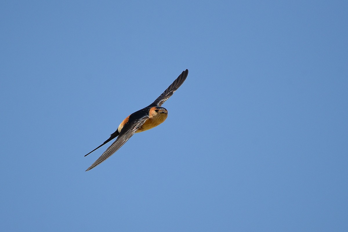 Red-rumped Swallow - ML558118781