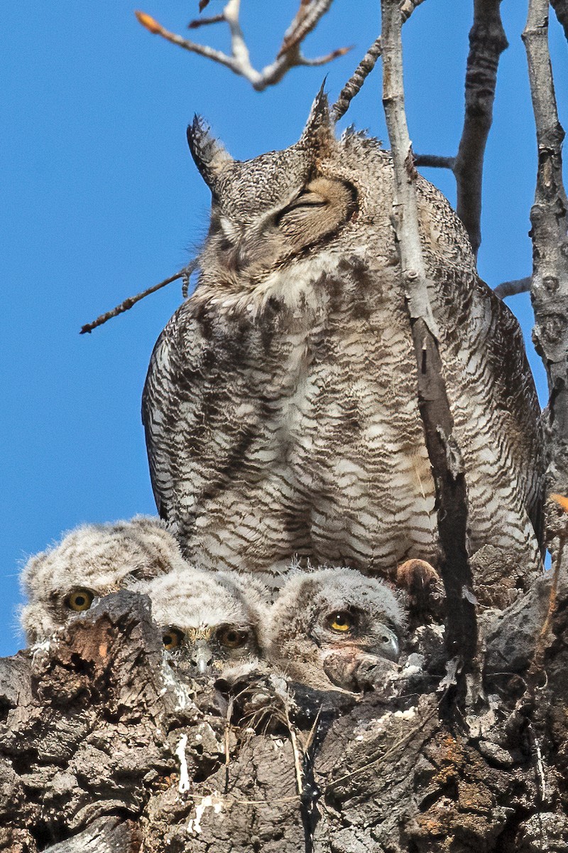 Great Horned Owl - Leslie Morris