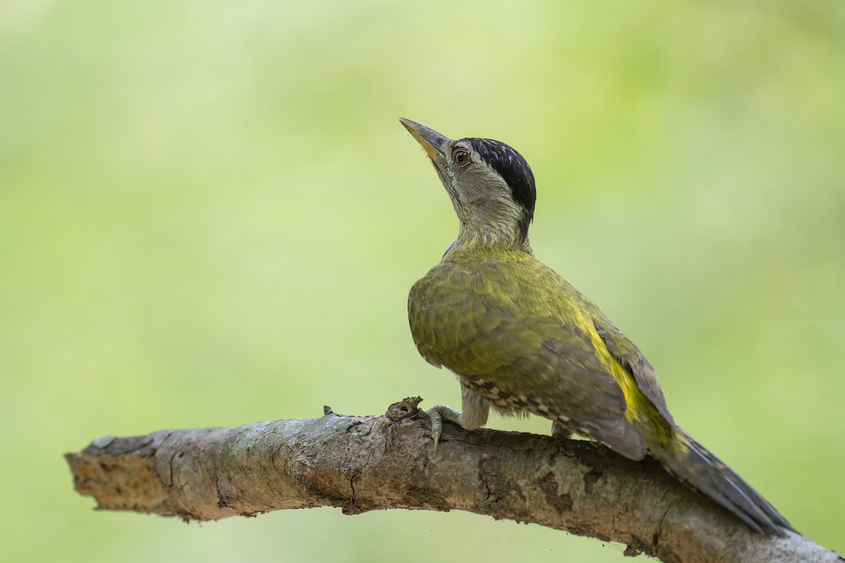 Streak-throated Woodpecker - Parthasarathi Chakrabarti