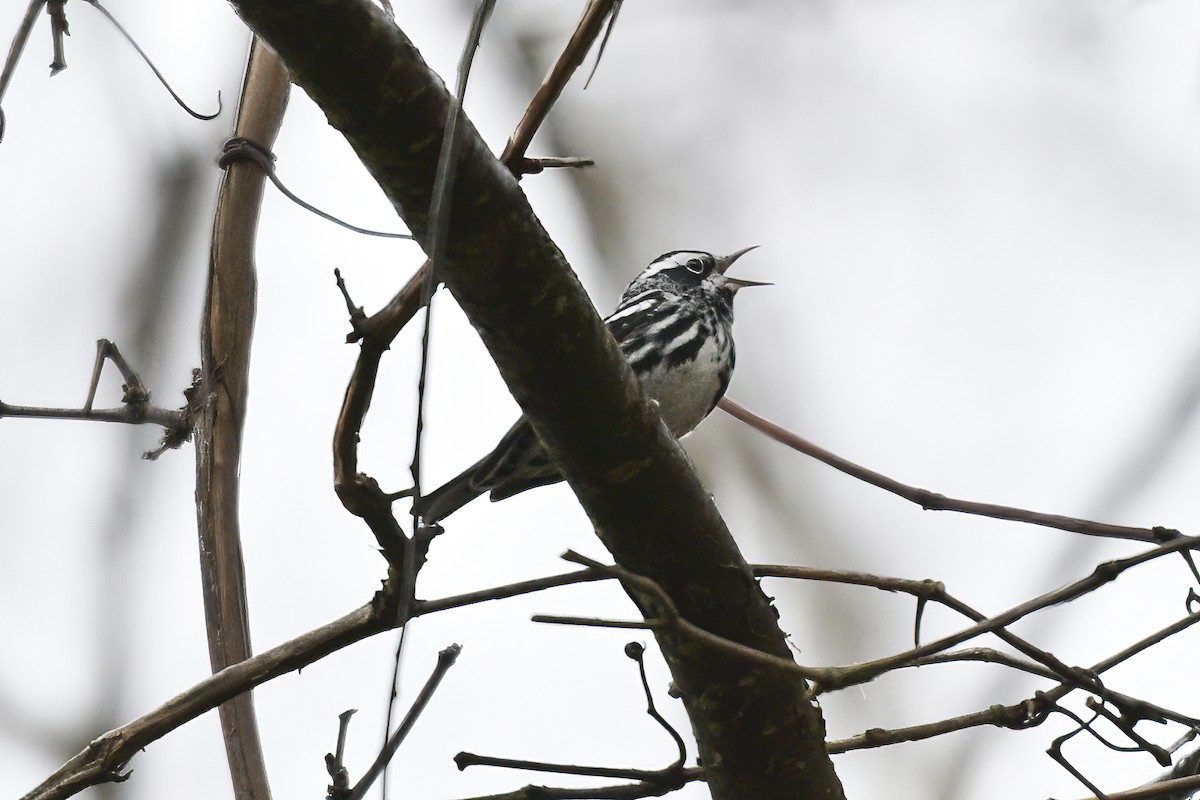 Black-and-white Warbler - ML558132721