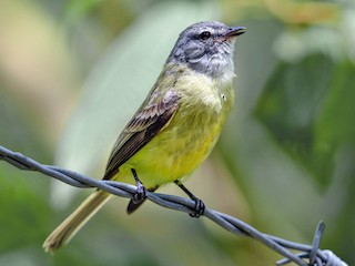  - Sooty-headed Tyrannulet