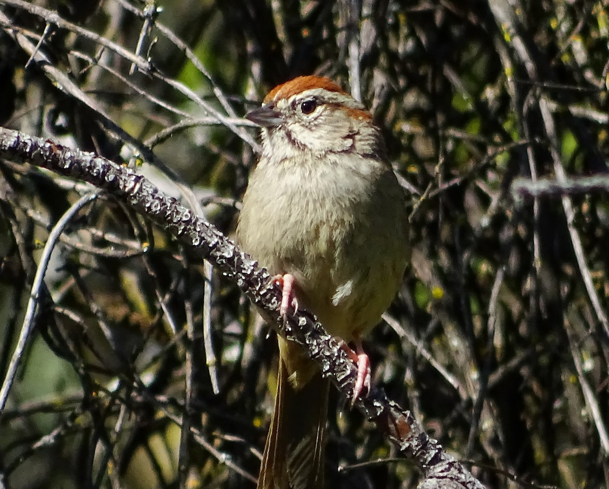 Rufous-crowned Sparrow - ML558137831