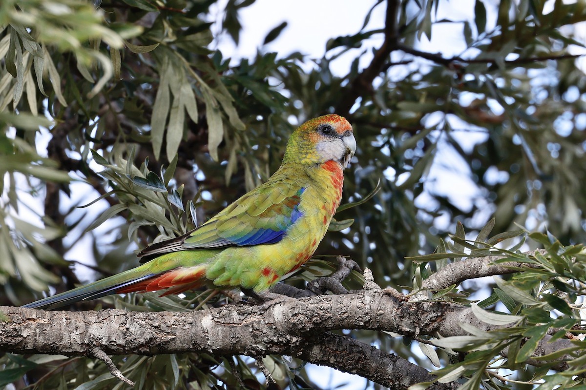 Perico multicolor x pálido (híbrido) - eBird