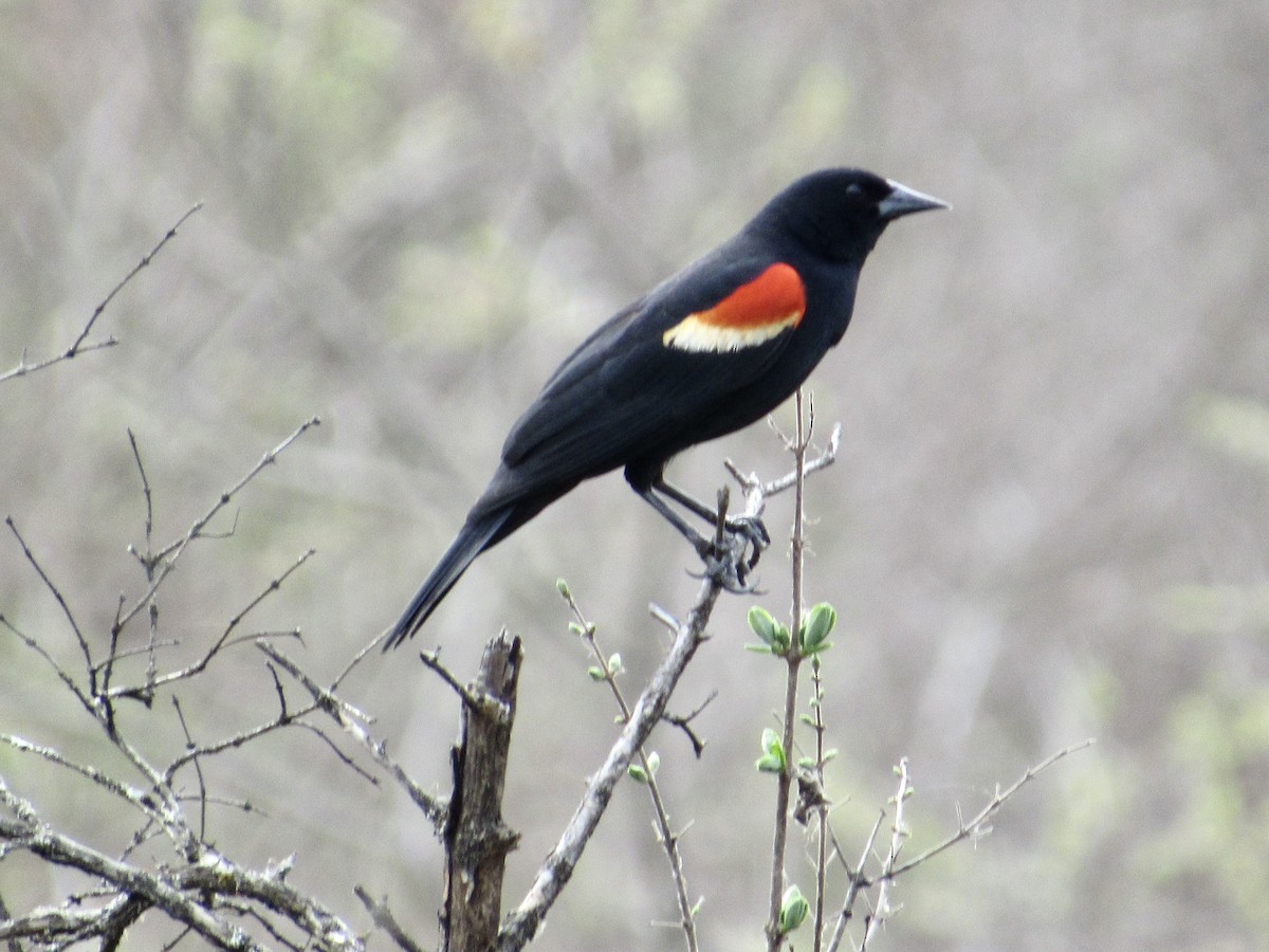 Red-winged Blackbird - ML558139731