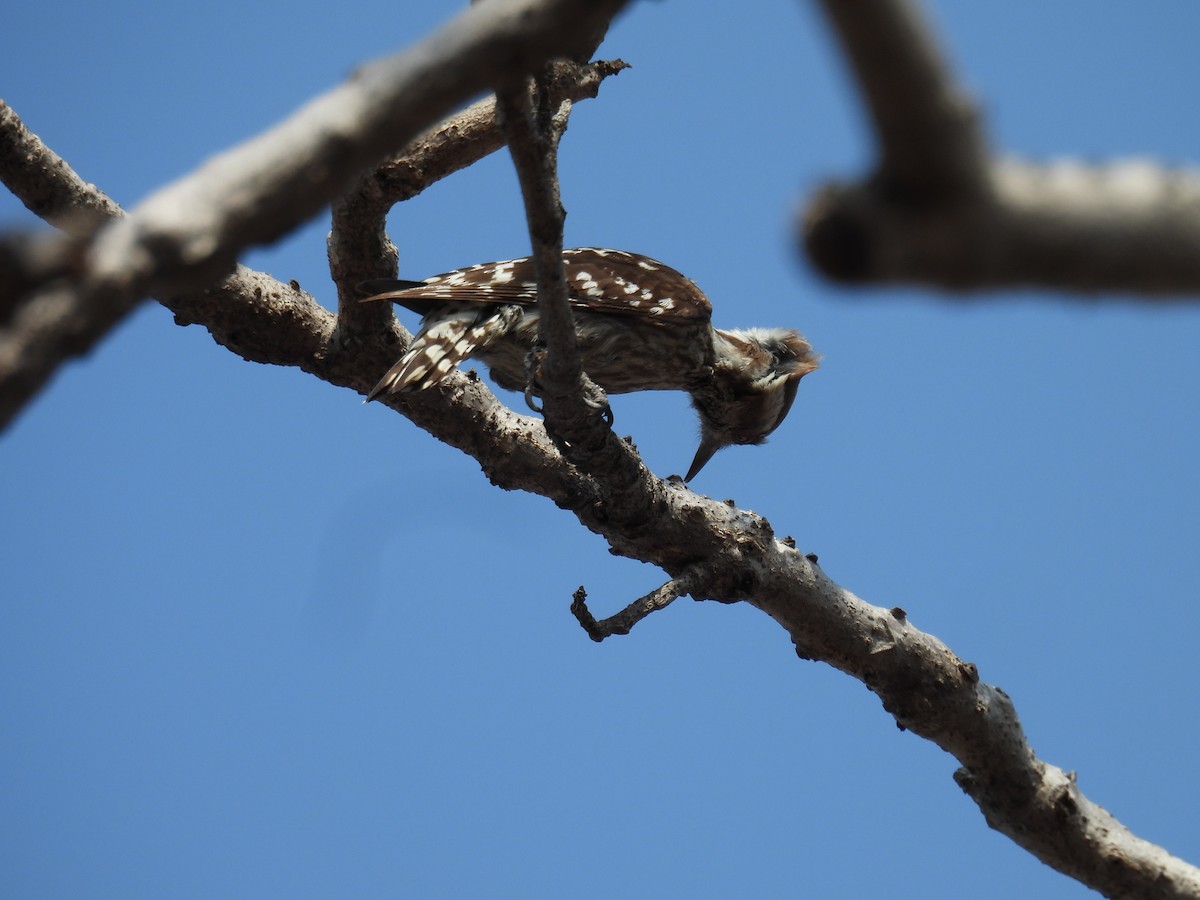 Brown-capped Pygmy Woodpecker - Pradnyavant Mane
