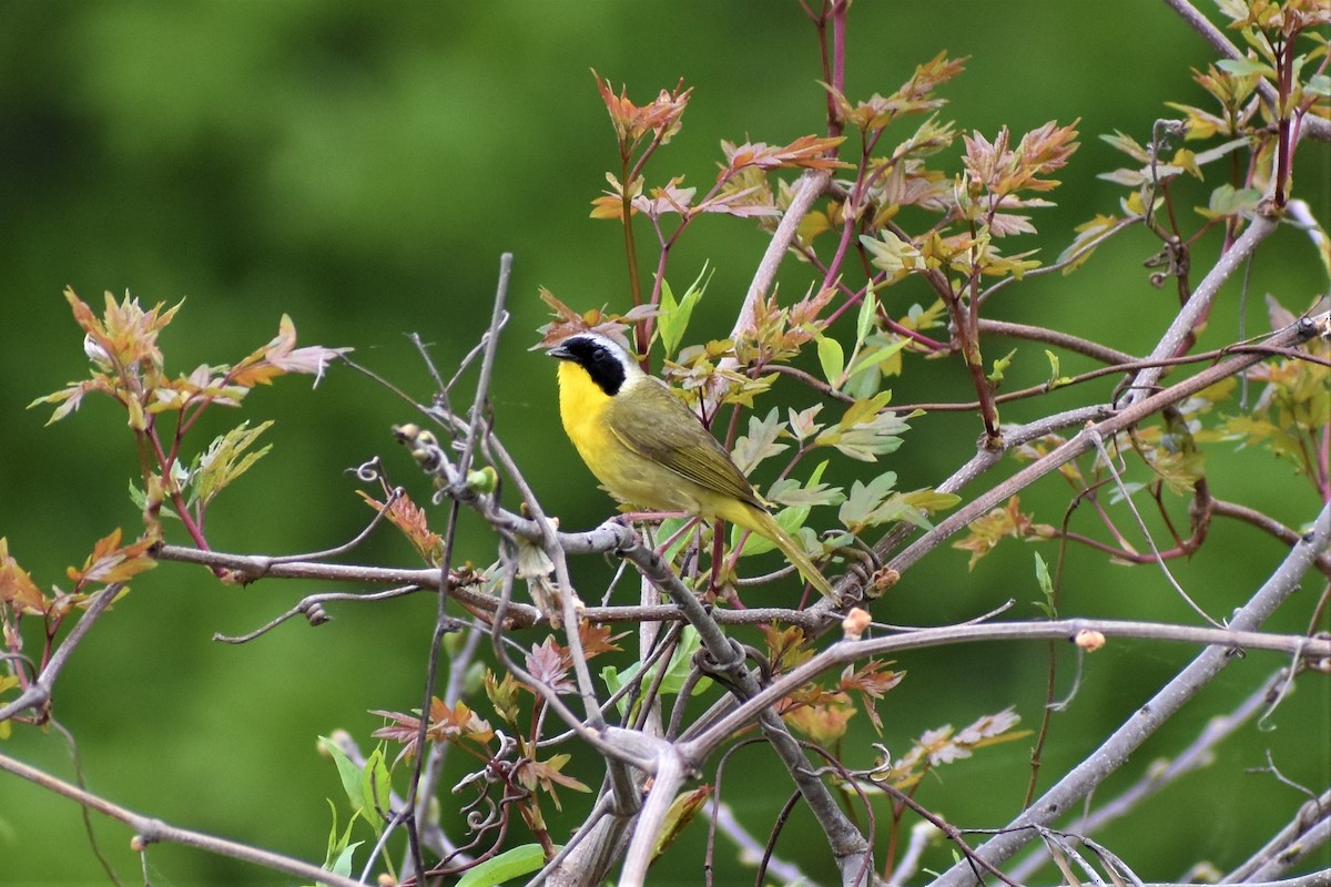 Common Yellowthroat - Ruth Marquess