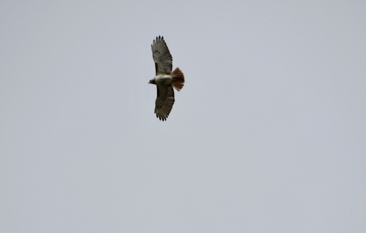 Red-tailed Hawk (borealis) - ML558141831
