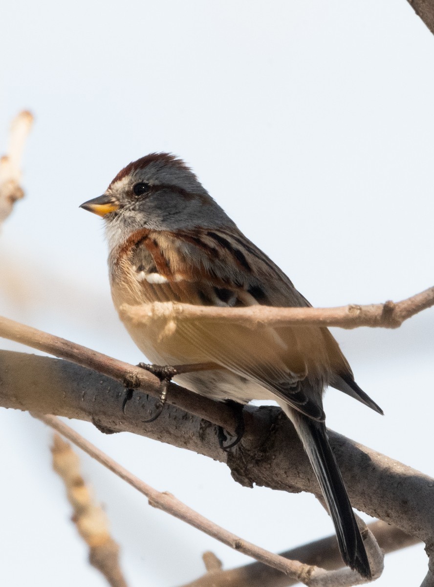 American Tree Sparrow - Francois Dubois