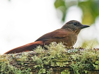 Streak-capped Treehunter - eBird