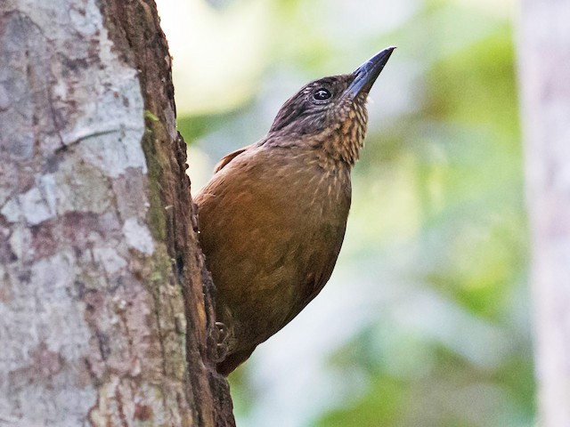Photos - Streak-capped Treehunter - Thripadectes virgaticeps - Birds of ...