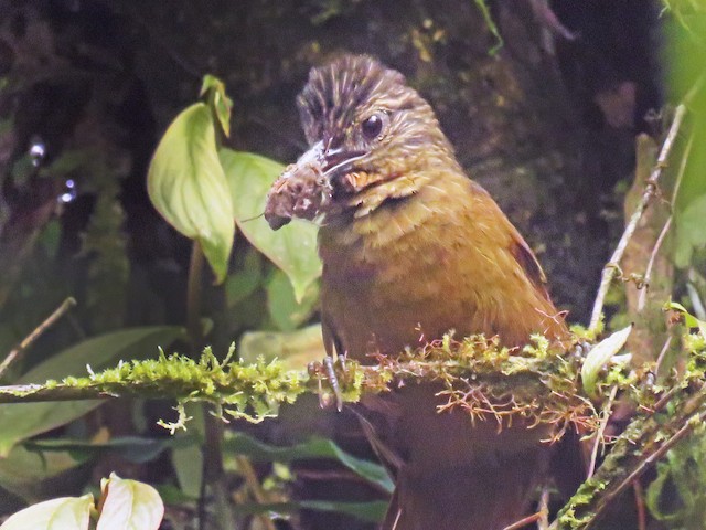 Photos - Streak-capped Treehunter - Thripadectes virgaticeps - Birds of ...