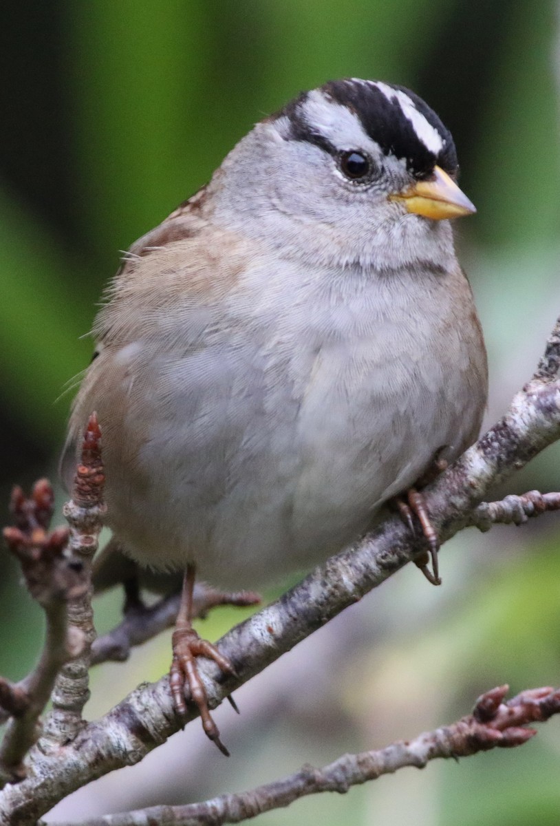 White-crowned Sparrow - Derek Stokes
