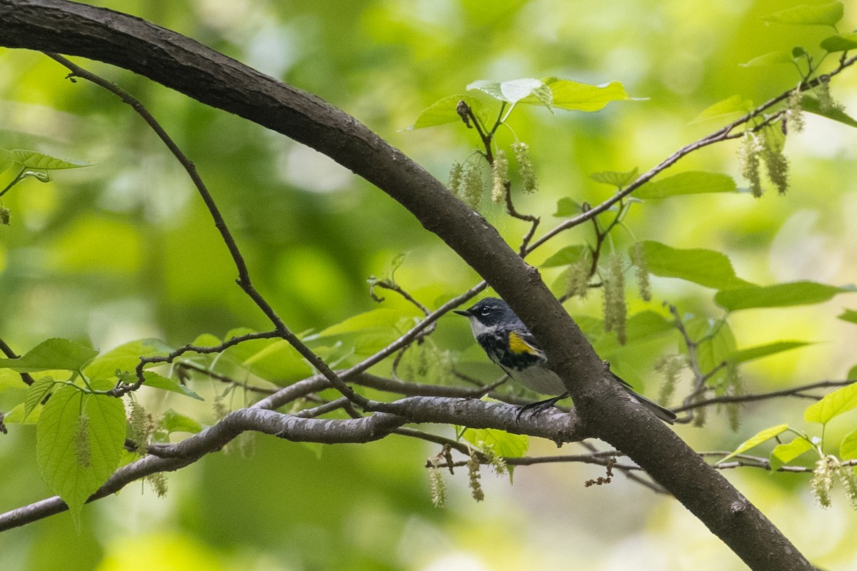 Yellow-rumped Warbler (Myrtle) - ML558151621