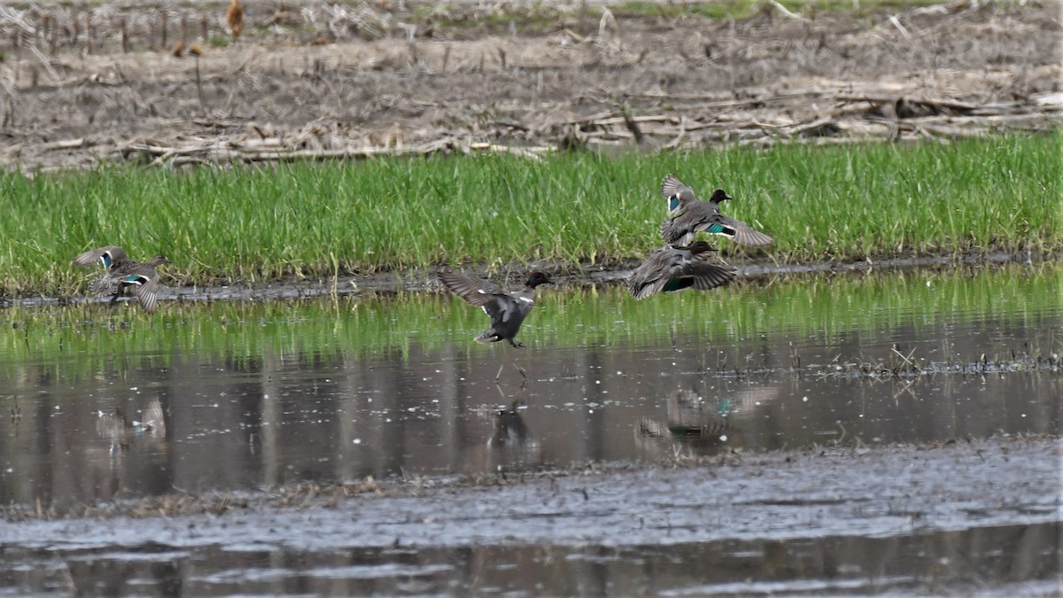 eBird Checklist 15 Apr 2023 Bolton Flats WMABolton 27 species