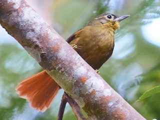  - Montane Foliage-gleaner