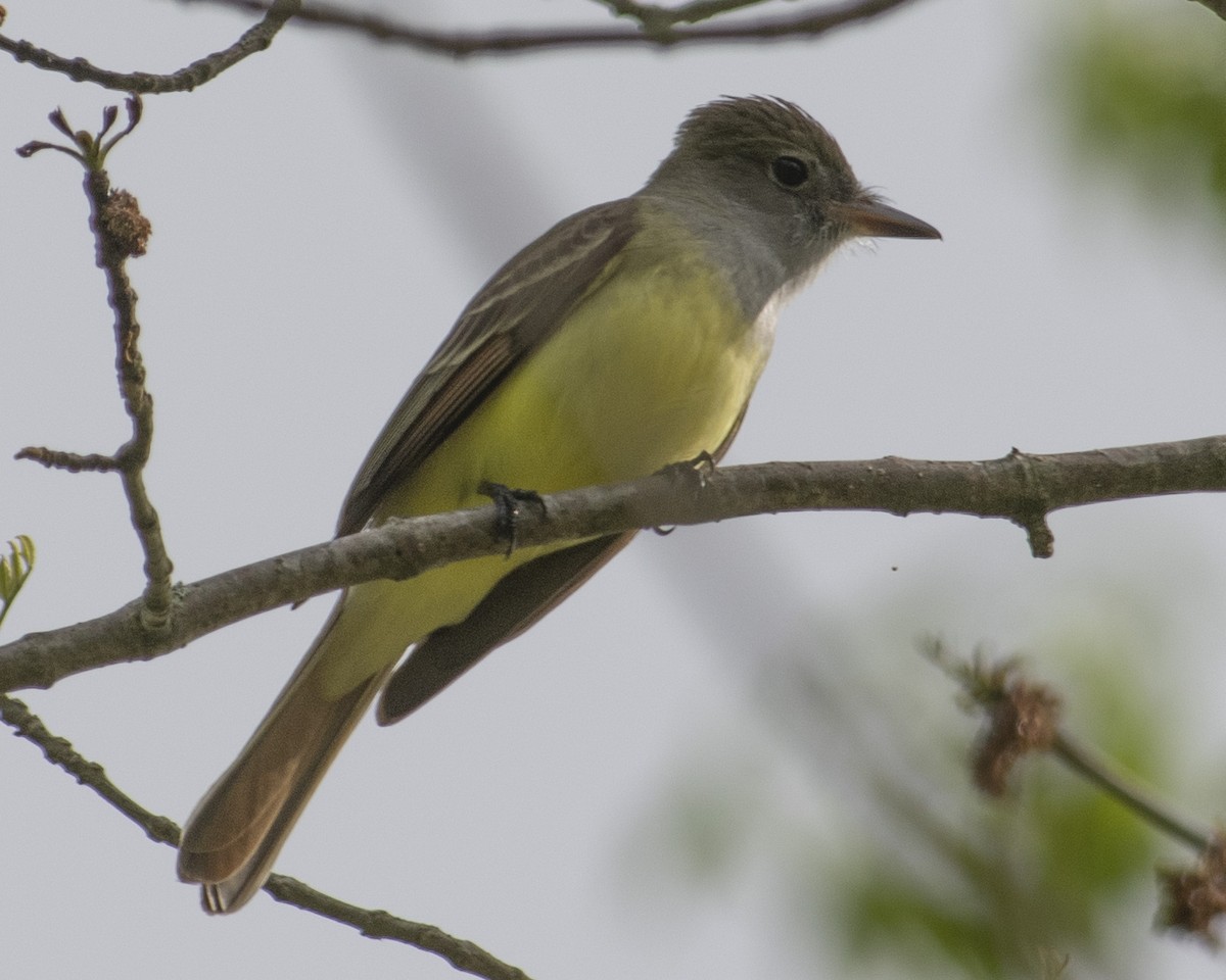 Great Crested Flycatcher - ML558155001
