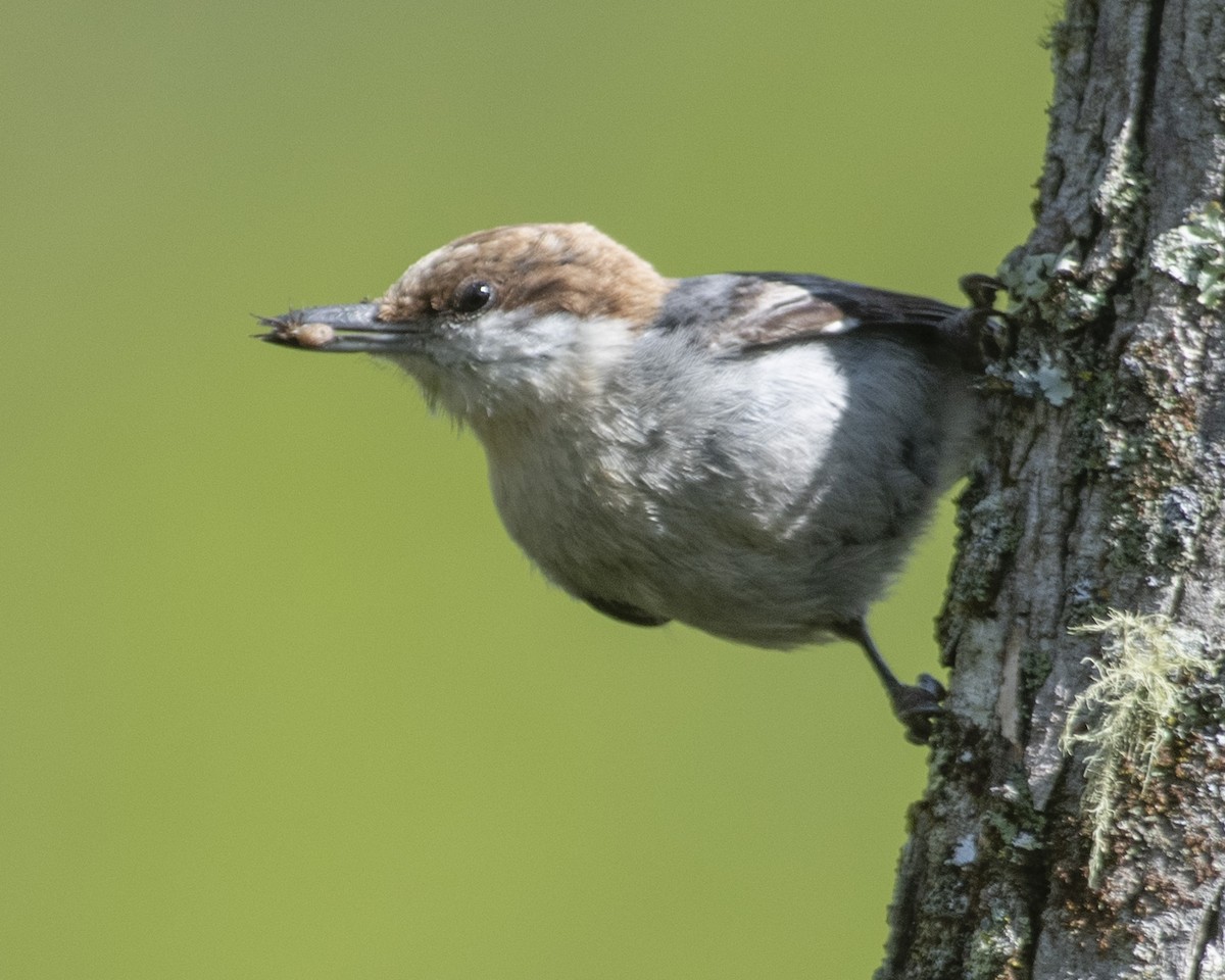 Brown-headed Nuthatch - ML558155481