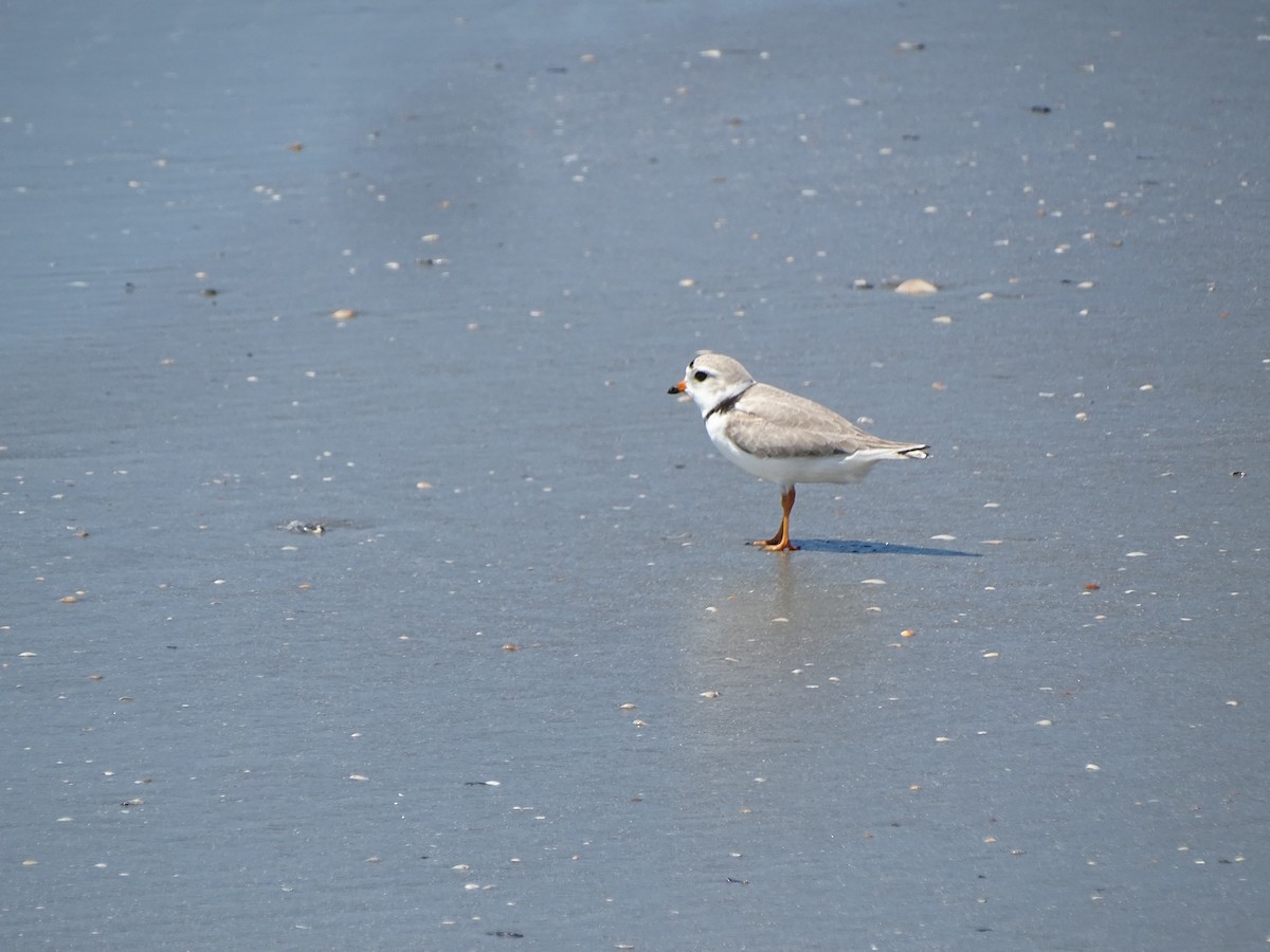 Piping Plover - ML558162041