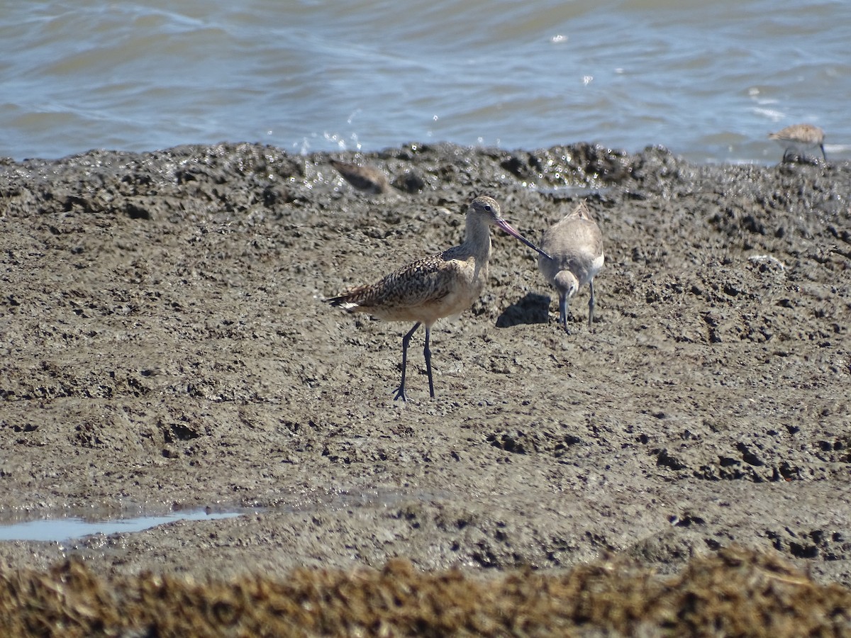 Marbled Godwit - david perry