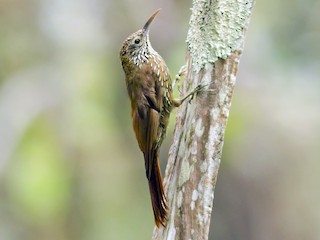  - Montane Woodcreeper