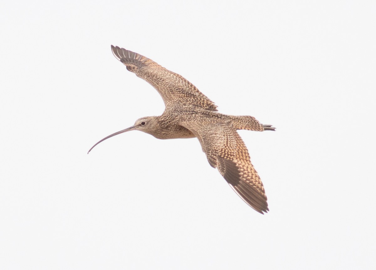 Long-billed Curlew - ML558165261