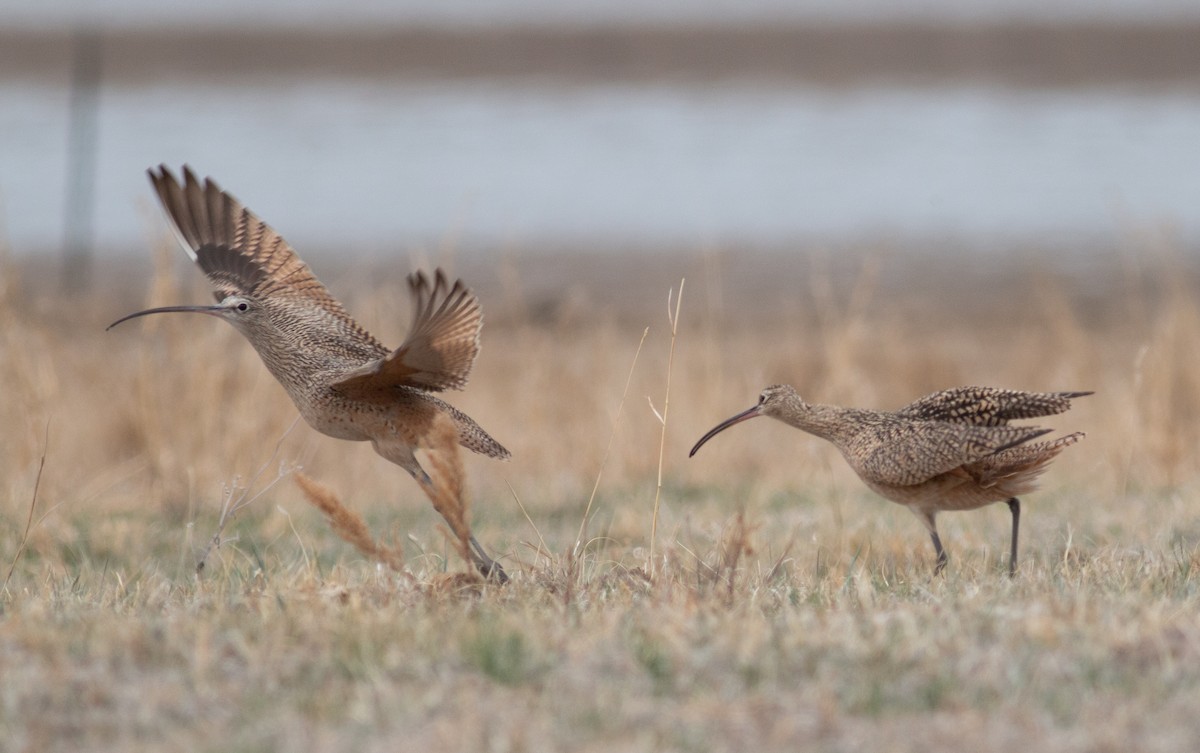 Long-billed Curlew - ML558165271