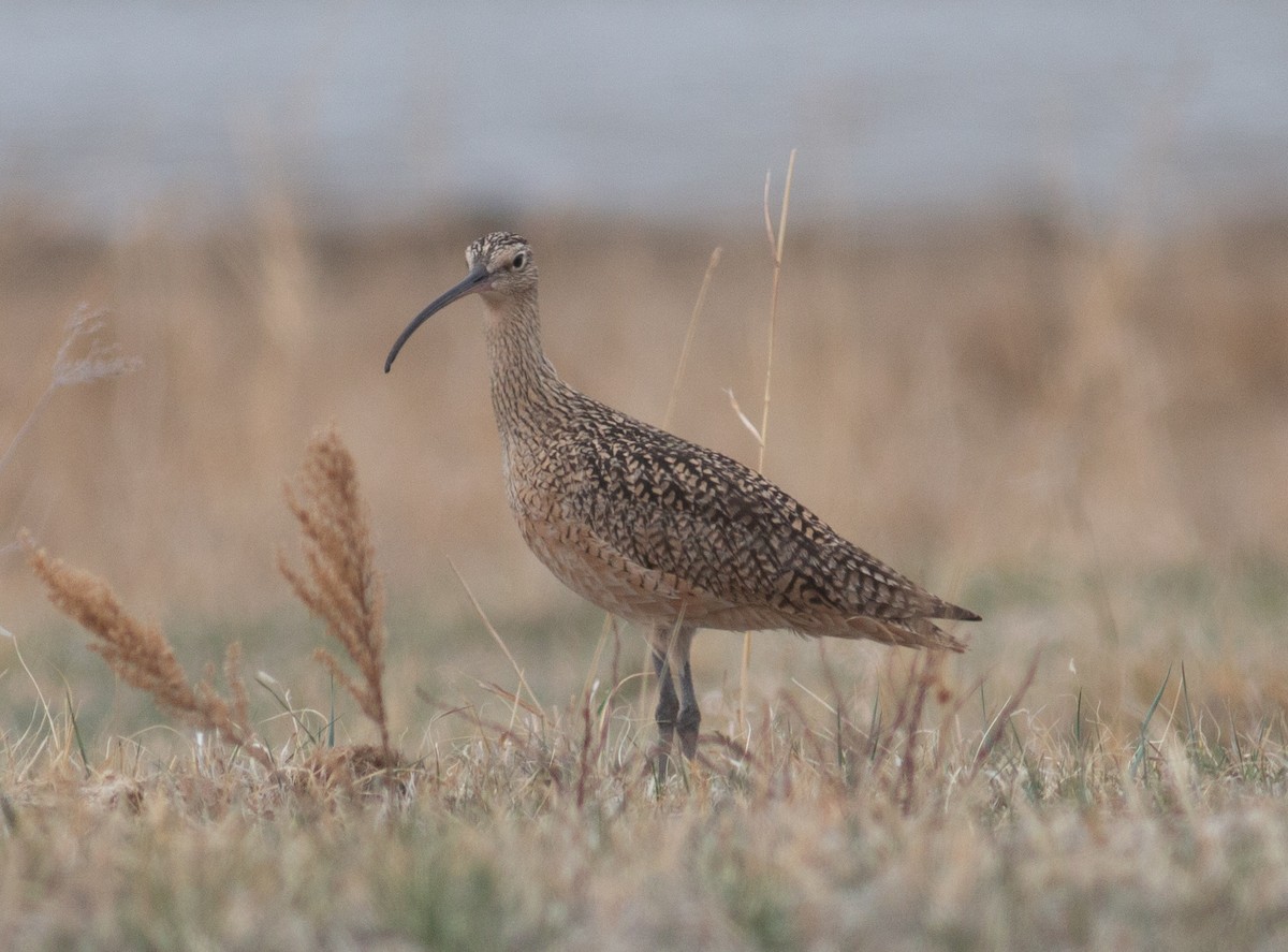 Long-billed Curlew - ML558165301