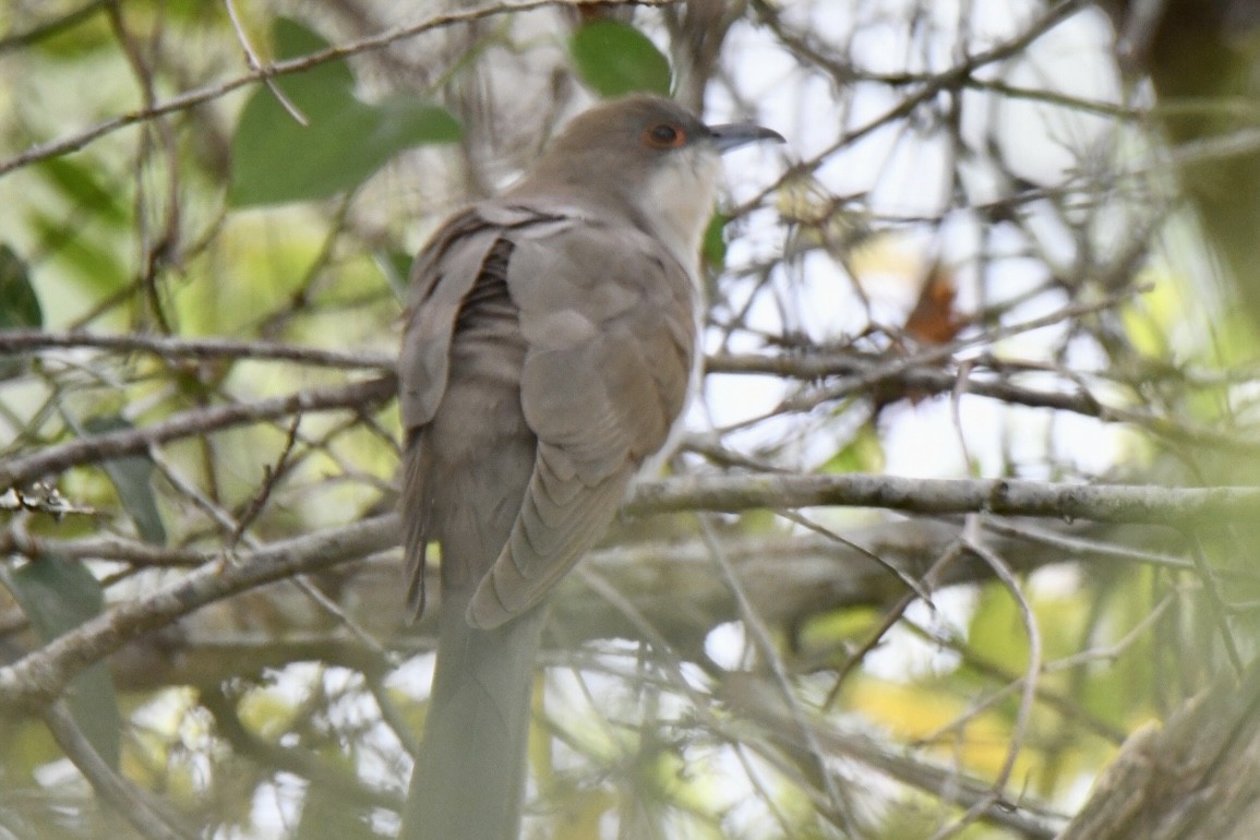 Black-billed Cuckoo - Perry Doggrell