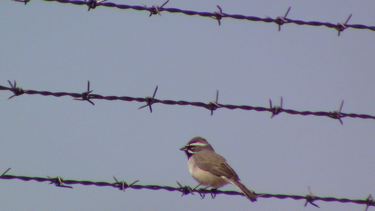 Black-throated Sparrow - ML558167291