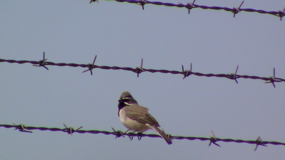 Black-throated Sparrow - ML558167371
