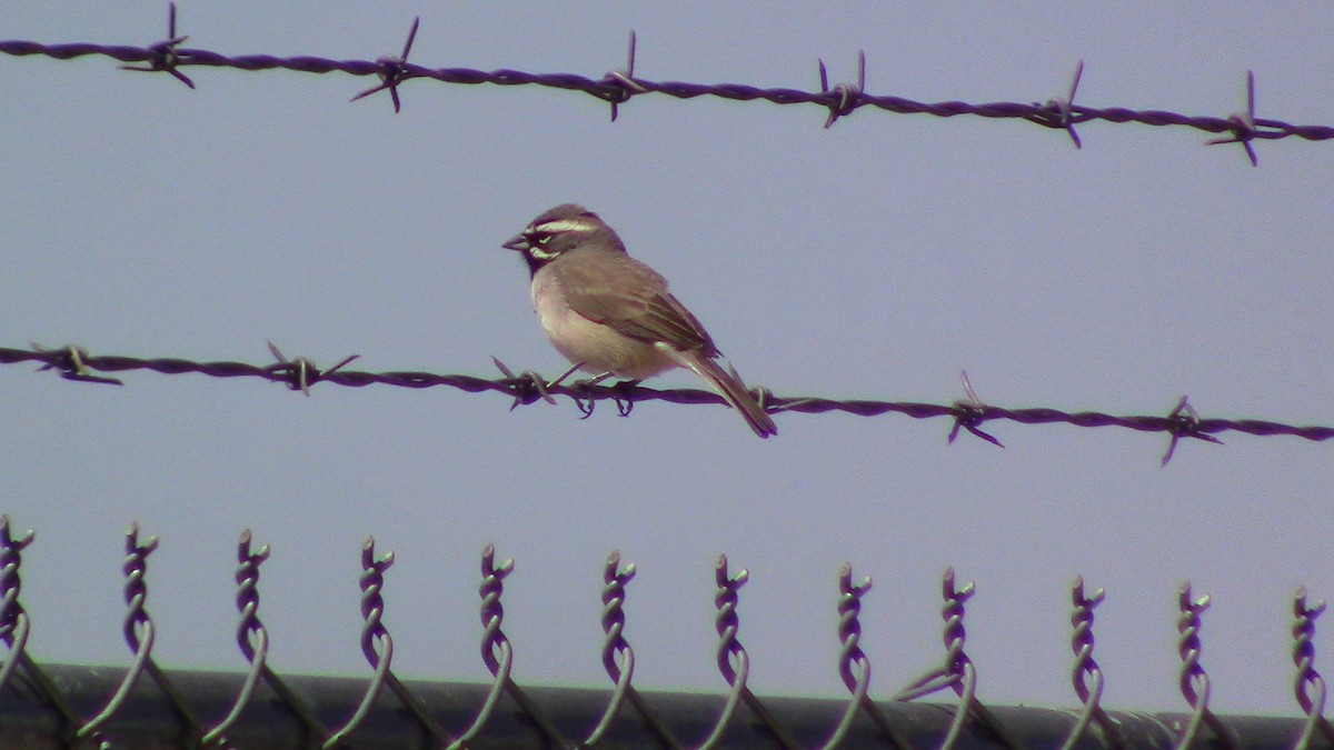 Black-throated Sparrow - ML558167451